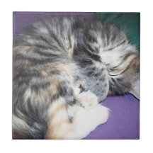 Kitten, sweet sleeping calico kitten ceramic tile