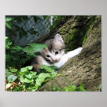 Kitten tree print