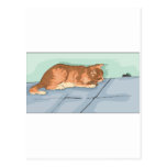 Kitten Tshirts and Gifts 172 Post Cards