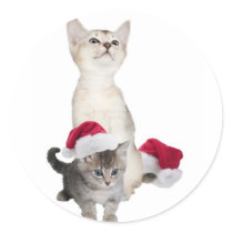 Kitten Wishes For A Purrfectly Wonderful Christmas