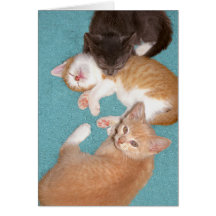 Kittens Be So Cute Note Card