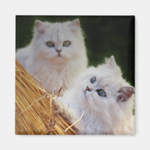 Kittens come play fridge magnets