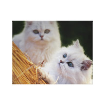 Kittens come play gallery wrap canvas