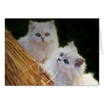 Kittens come play greeting cards
