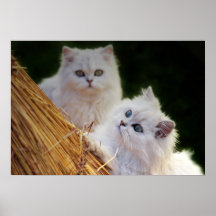 Kittens come play print