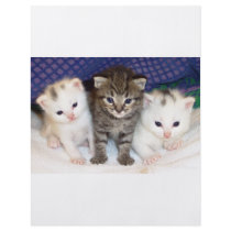 Kittens Custom Flyer