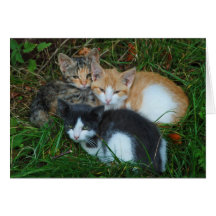 Kittens Greeting Card