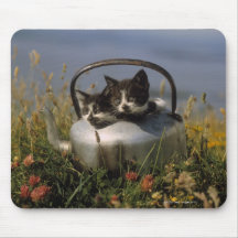 Kittens in an old kettle mousepads