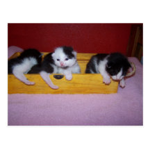 kittens in box post card