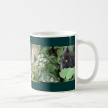Kittens mug