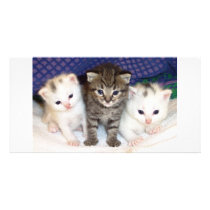 Kittens Customized Photo Card
