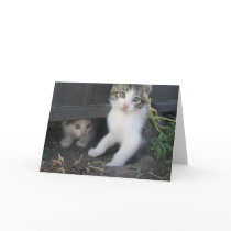 Kittens Playing on the Farm Greeting Card
