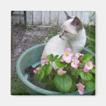 Kittie and Flower Pot Magnets