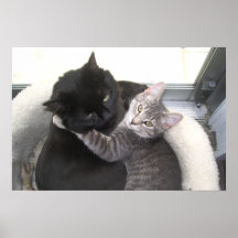 Kitties Hugging Poster