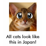 kitty, All cats look like this in Japan! t-shirts