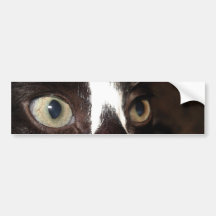 Kitty Cat Bumper Stickers