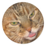 kitty cat kisses sticker