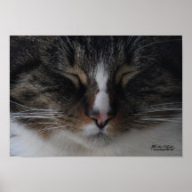 Kitty doux, Kitty chaud… Affiche
