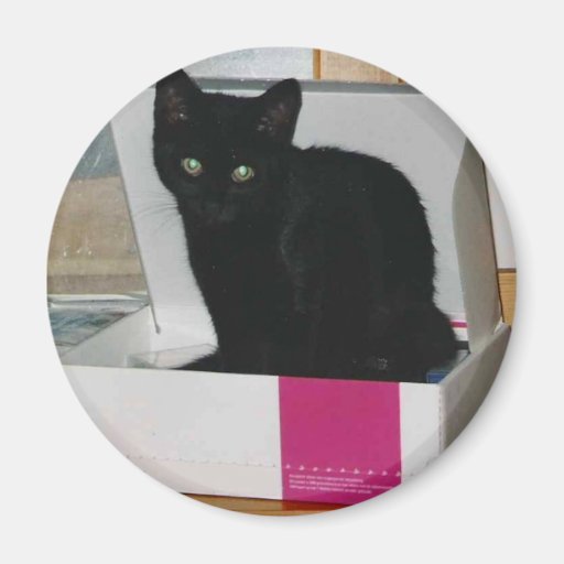 Kitty in Box (colour) Magnet