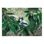 Kitty In The Leaves Business Card Templates
