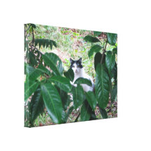 Kitty In The Leaves Canvas Prints
