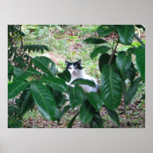 Kitty In The Leaves Poster