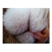Kitty Lips & Nose Extreme Close Up Postcards