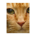 Kitty Postcard