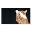 Kitty prayer profile card business cards