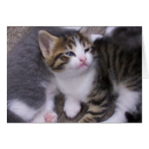 Kitty Says Ya Talkin To Me? Card