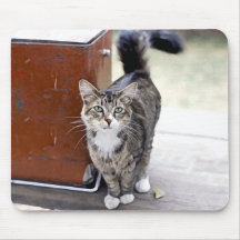 Kitty Stares Mousepad