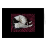 Kitty Yoga Cards