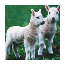 KIW Sparks: Sven & Ole Gallery Wrapped Canvas