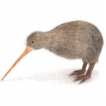 kiwi acrylic cut out