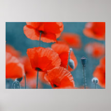Klatschmohnfeld Posters