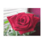 Kleine Rose Postkarte