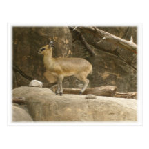 Klipspringer Post Card