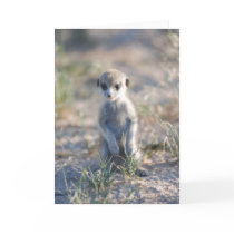 KMP Card 17 - Little Beaker