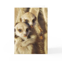 KMP Card 1 - Frisky Pups
