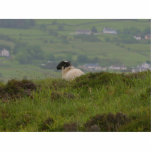 Knocknara Ireland Sheep Lambs Photo Cut Outs