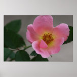 Knockout Rose on Canvas Print