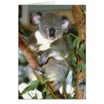 koala2 greeting cards