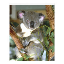 koala2 custom invitation