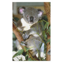 koala2 customized stationery