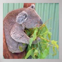Koala 16"x16" Poster