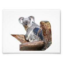 Koala Impression Photo