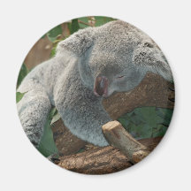 Koala Bear Australia Teddy Sleep Fridge Magnet