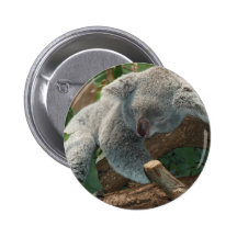 Koala Bear Australia Teddy Sleep Pinback Buttons