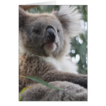 Koala Bear Facts Greeting Card