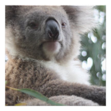 Koala Bear Facts Invitations